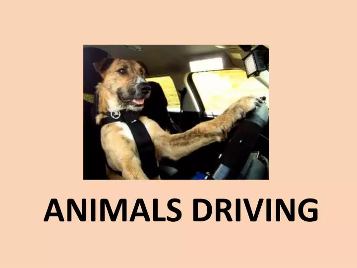 animals driving