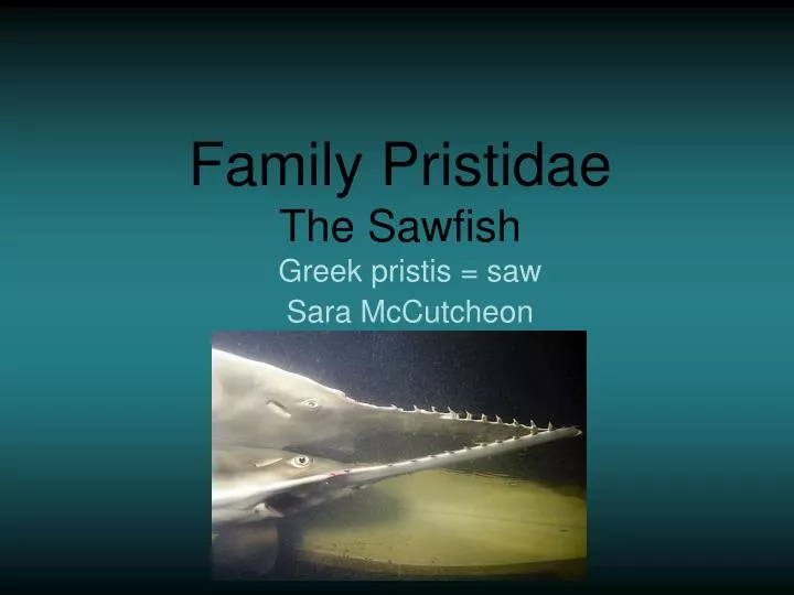 family pristidae the sawfish