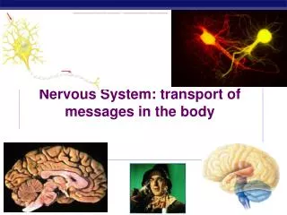 Nervous System: transport of messages in the body