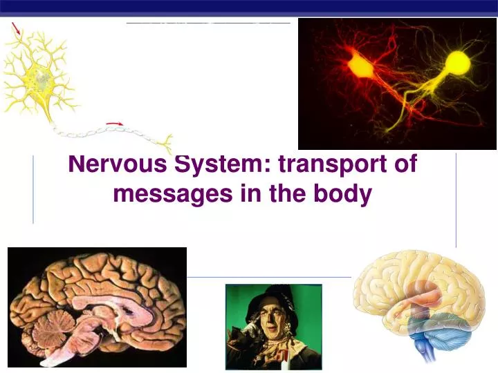 nervous system transport of messages in the body
