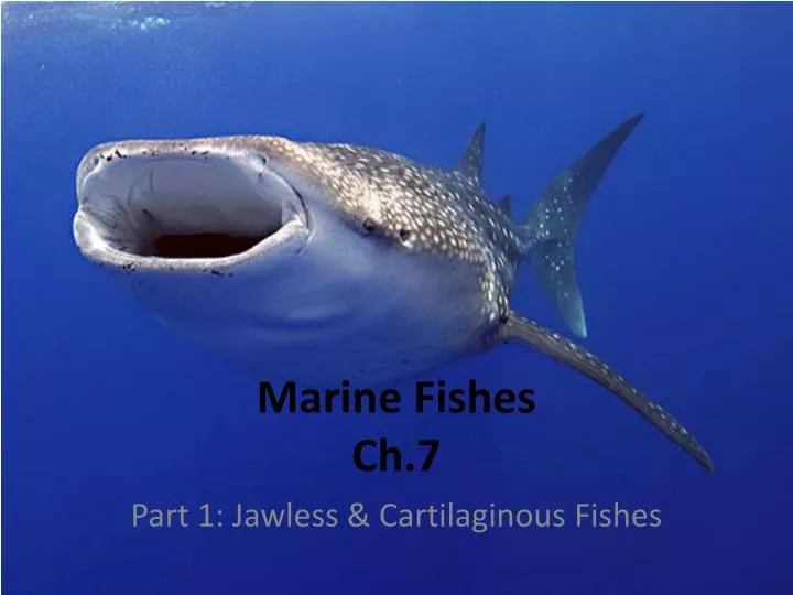 marine fishes ch 7