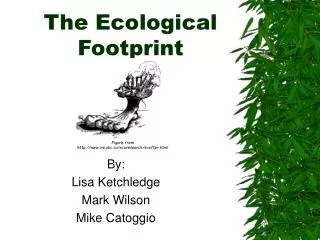 the ecological footprint