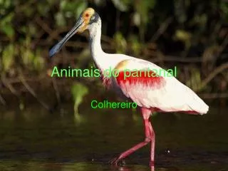 animais do pantanal