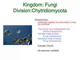 Kingdom: Fungi Division:Chytridiomycota