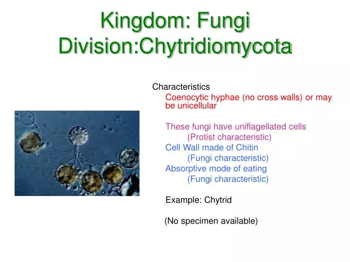 kingdom fungi division chytridiomycota