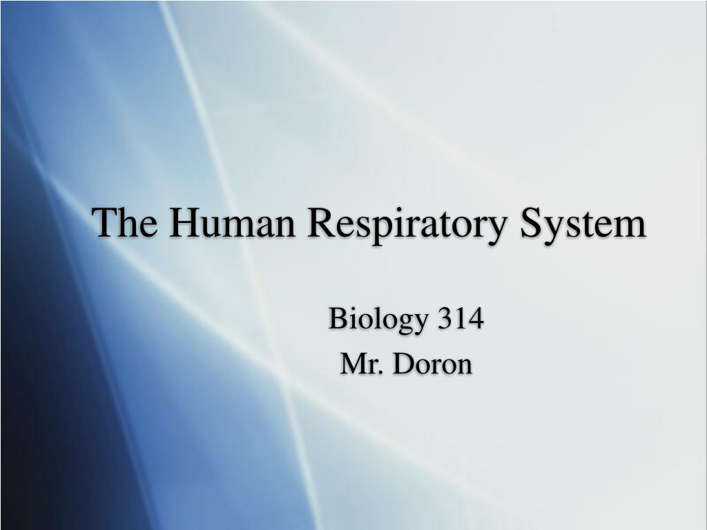 PPT - The Human Respiratory System PowerPoint Presentation, free ...