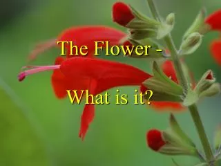 The Flower - What is it?