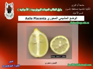 axile placenta