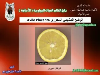 axile placenta