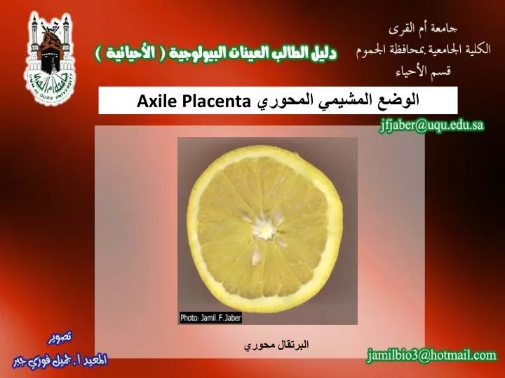 axile placenta