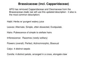 Brassicaceae (incl. Capparidaceae)