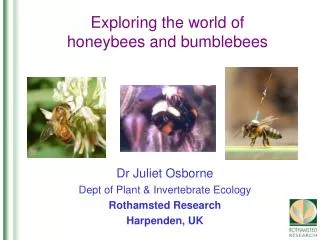 Exploring the world of honeybees and bumblebees