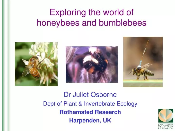 exploring the world of honeybees and bumblebees