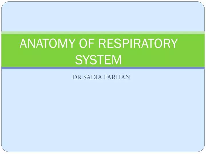 anatomy of respiratory system