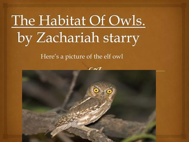 the habitat of owls by zachariah starry