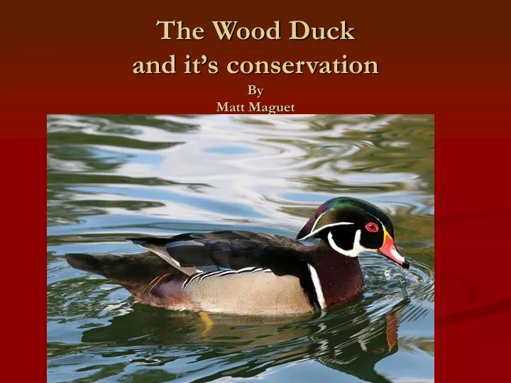 the wood duck and it s conservation by matt maguet
