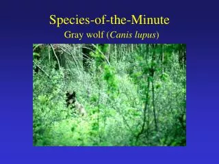 Species-of-the-Minute