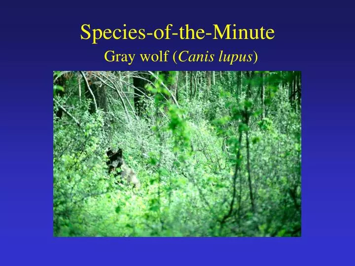 species of the minute