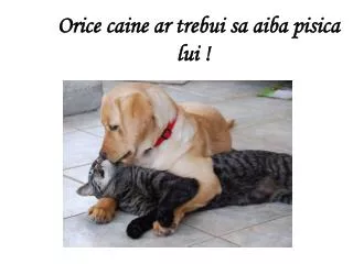 orice caine ar trebui sa aiba pisica lui