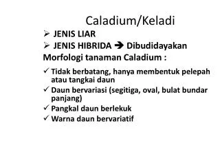 caladium keladi