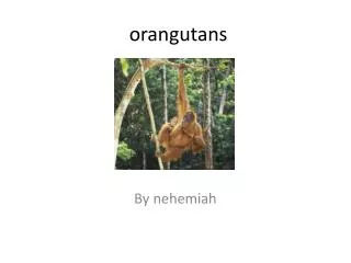 orangutans