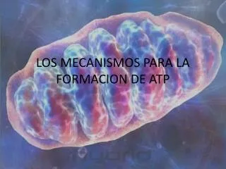 los mecanismos para la formacion de atp