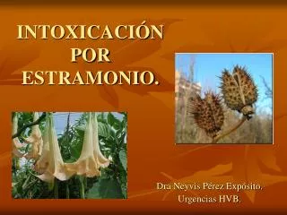intoxicaci n por estramonio