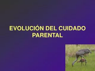 evoluci n del cuidado parental