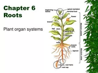 Chapter 6 Roots