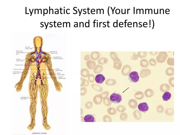 lymphatic system your immune system and first defense