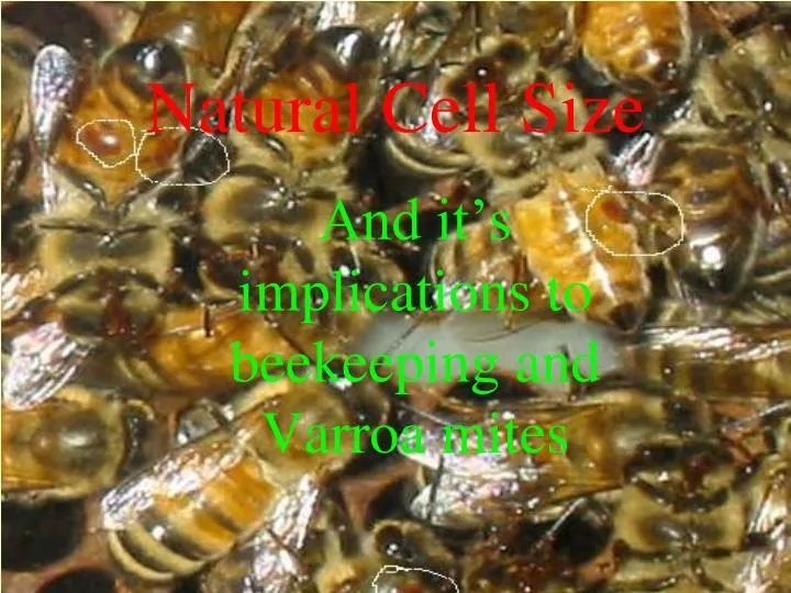 and it s implications to beekeeping and varroa mites