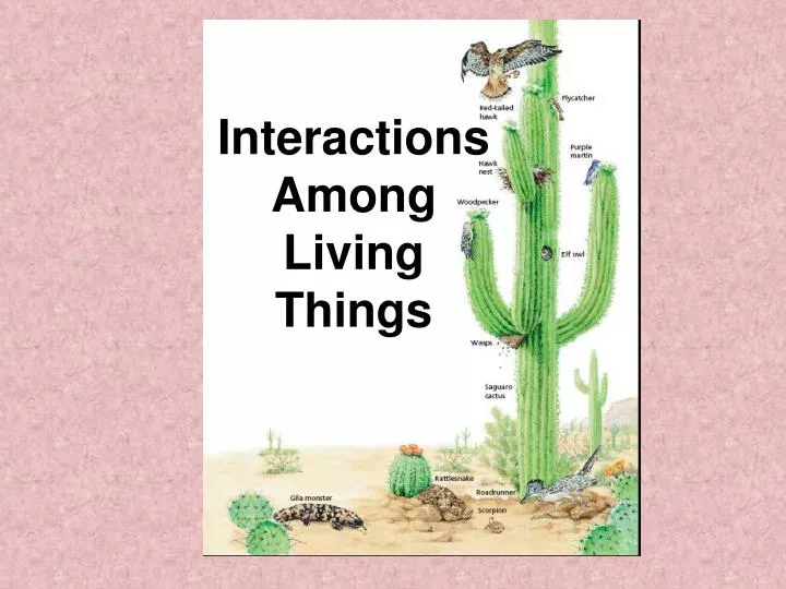 interactions among living things