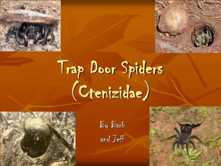 trap door spiders ctenizidae