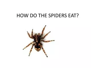 HOW DO THE SPIDERS EAT?