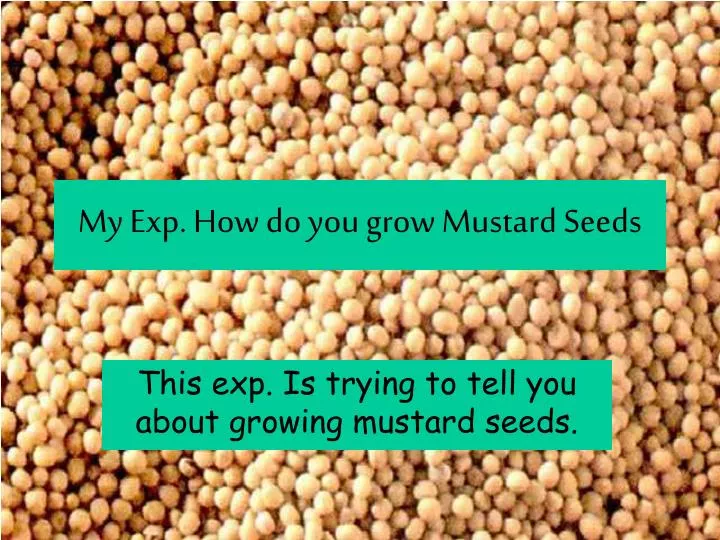 my exp how do you grow mustard seeds