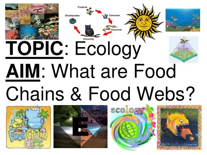 topic ecology aim what are food chains food webs