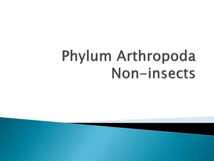 phylum arthropoda non insects