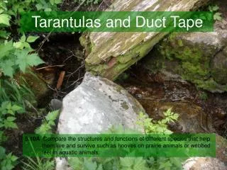Tarantulas and Duct Tape