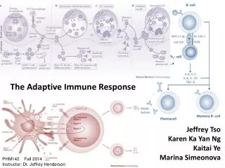 The Adaptive Immune Response