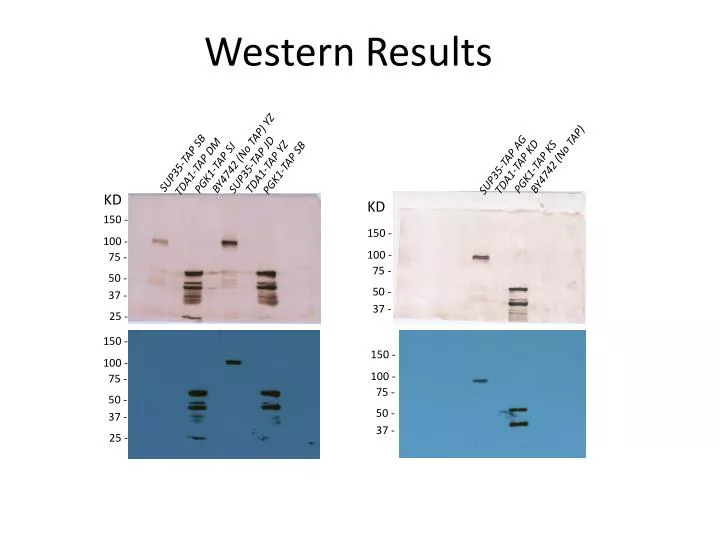 western results