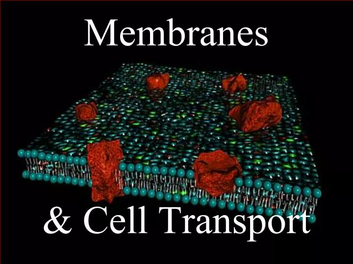 membranes cell transport