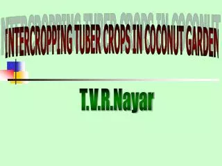 INTERCROPPING TUBER CROPS IN COCONUT GARDEN