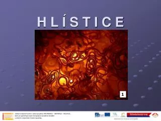 h l s t i c e