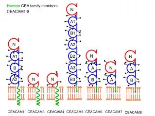 CEACAM1