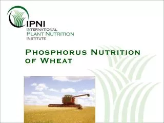 Phosphorus Nutrition of Wheat