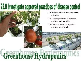 Greenhouse Hydroponics