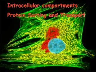 Intracellular compartments Protein Sorting and Transport