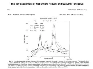 The key experiment of Nobumichi Hozumi and Susumu Tonegawa