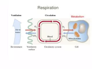 Respiration