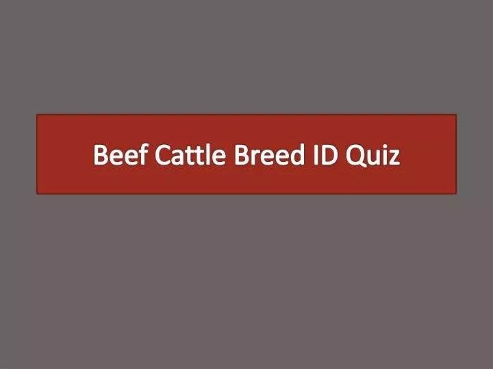 beef cattle breed id quiz